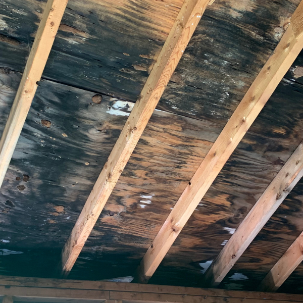 black mold on a roof