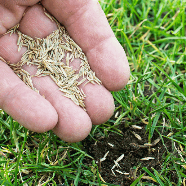 Closeup of a hand laying grass seed onto a lawn