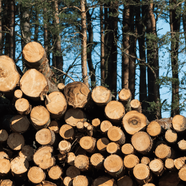 stacked lumber logs