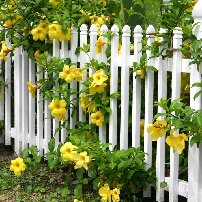 white wooden picket fence with yellow flowers